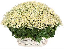 Цветочная композиция из Ромашки в корзине #REPLACE_PRED# Завьялово Алтайского края